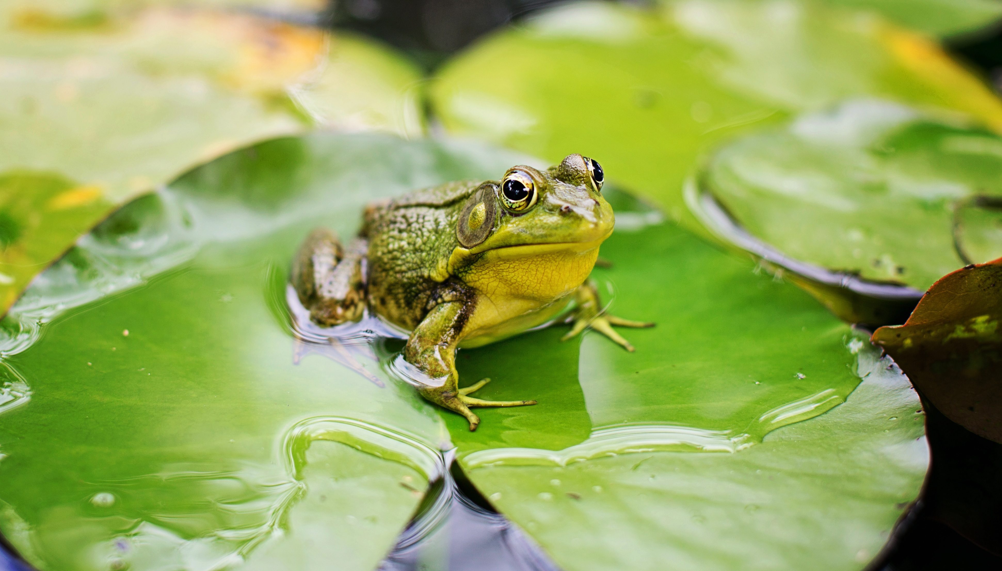 Afbeelding van Jill Wellington via Pixabay